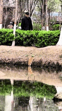 一只流浪猫咪正趴在河边全神贯注的喝水，它两只后腿使劲的扒在陡峭的河堤上，稍不注