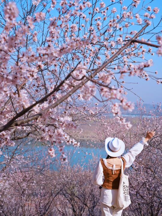 北京3月徒步赏花宝地｜桃花遍野🌸地铁直达