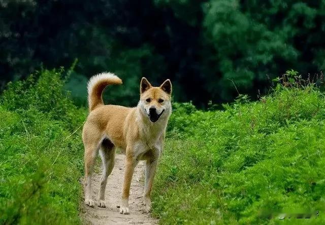 有没有必安加强对中国本土纯种犬类的保护？说起中国本土品种的犬类，非中华田园犬莫