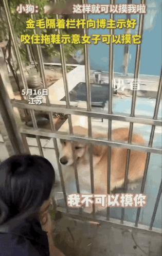 太有灵性了吧！女生出小区时发现一只被关在院子里的金毛向自己示好。女生上前轻声的说