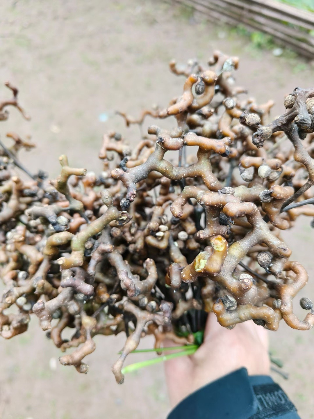 有谁知道这里面，除了香蕉🍌另一个是啥？都说可以吃的，不晓得是不是真的呢？