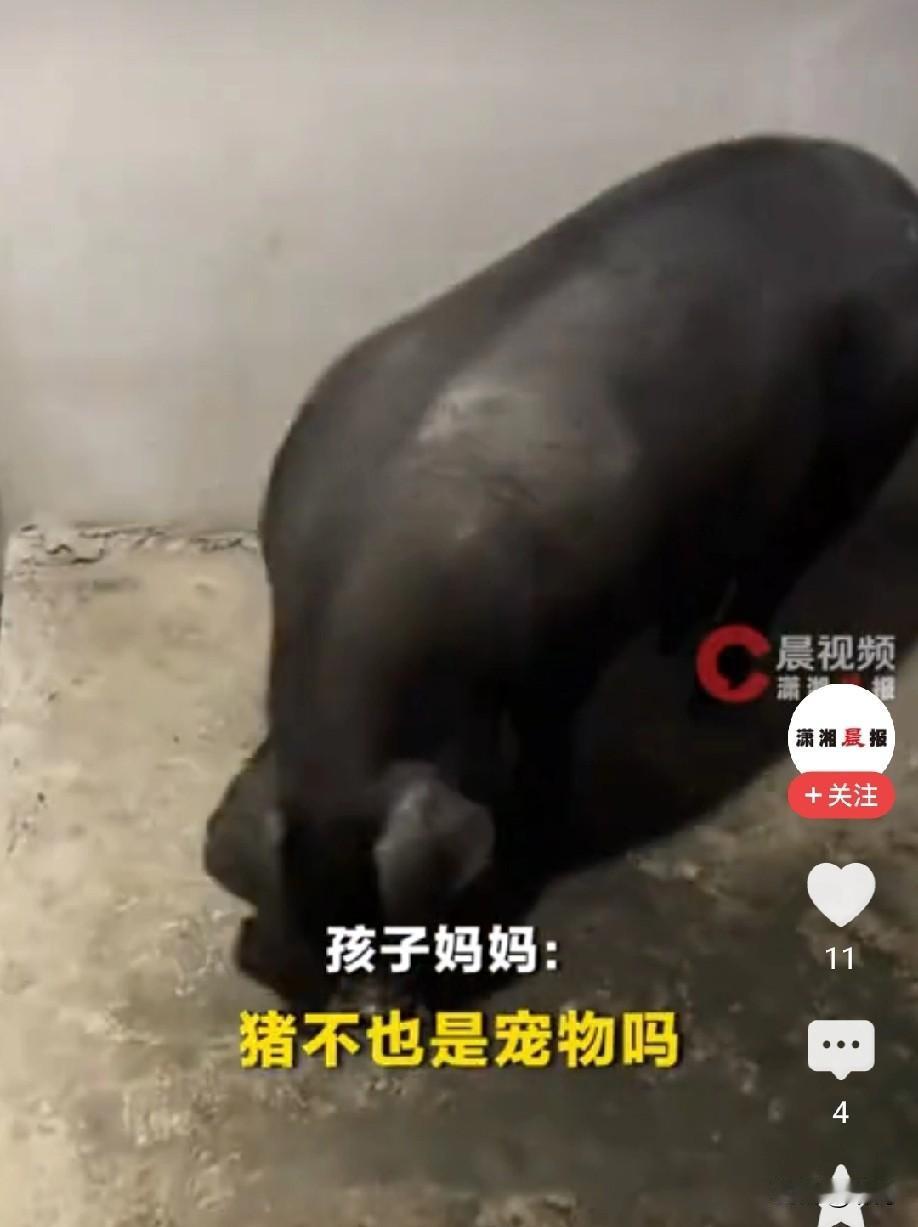 “这个宠物有点特别，但是不可复制！不过有替代品。”11岁孩子想养宠物，妈妈同