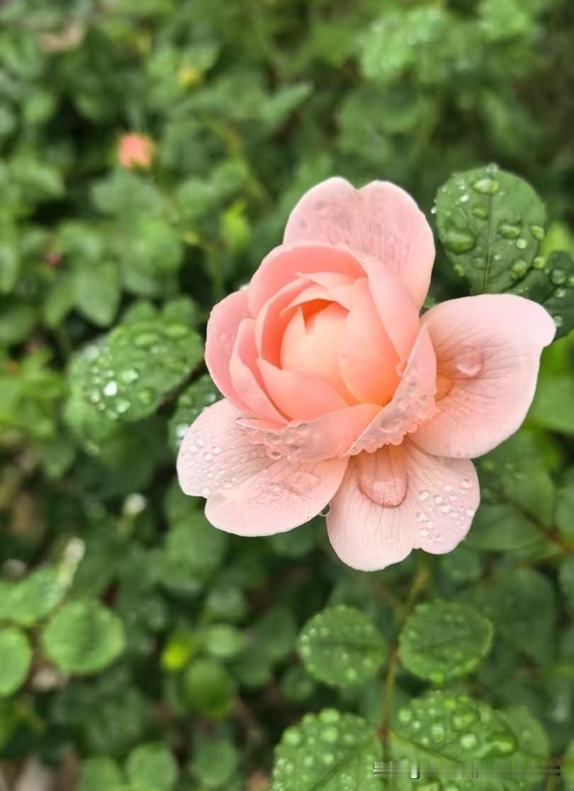 老太太80岁时大儿子去世了，就把县城唯一的一套房子给了小儿子，两个闺女啥都没给。