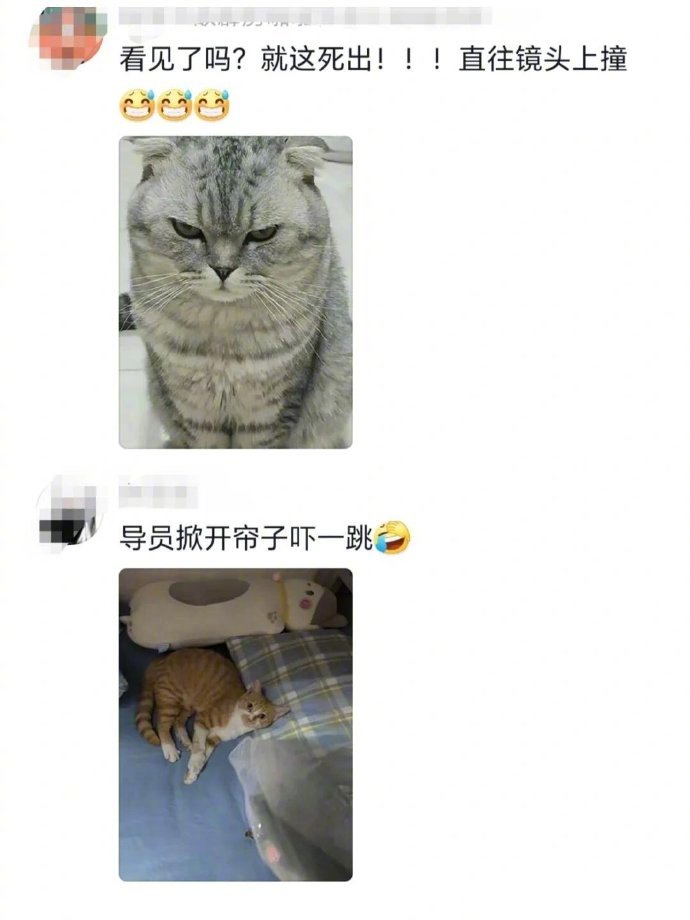 宿舍养的小猫咪是怎么被发现的​​​