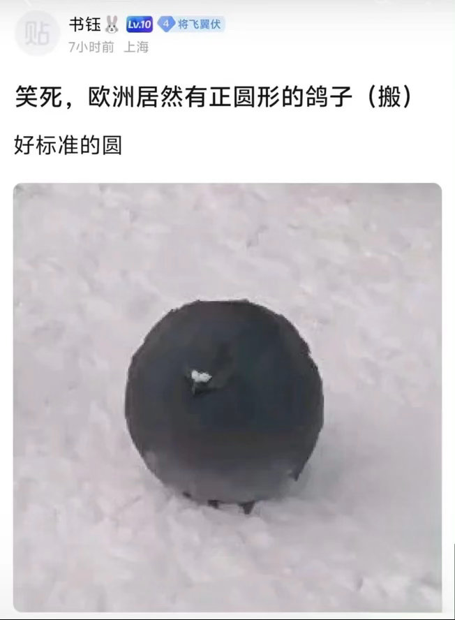 等一下为什么鸽子怎么这么圆…​​​