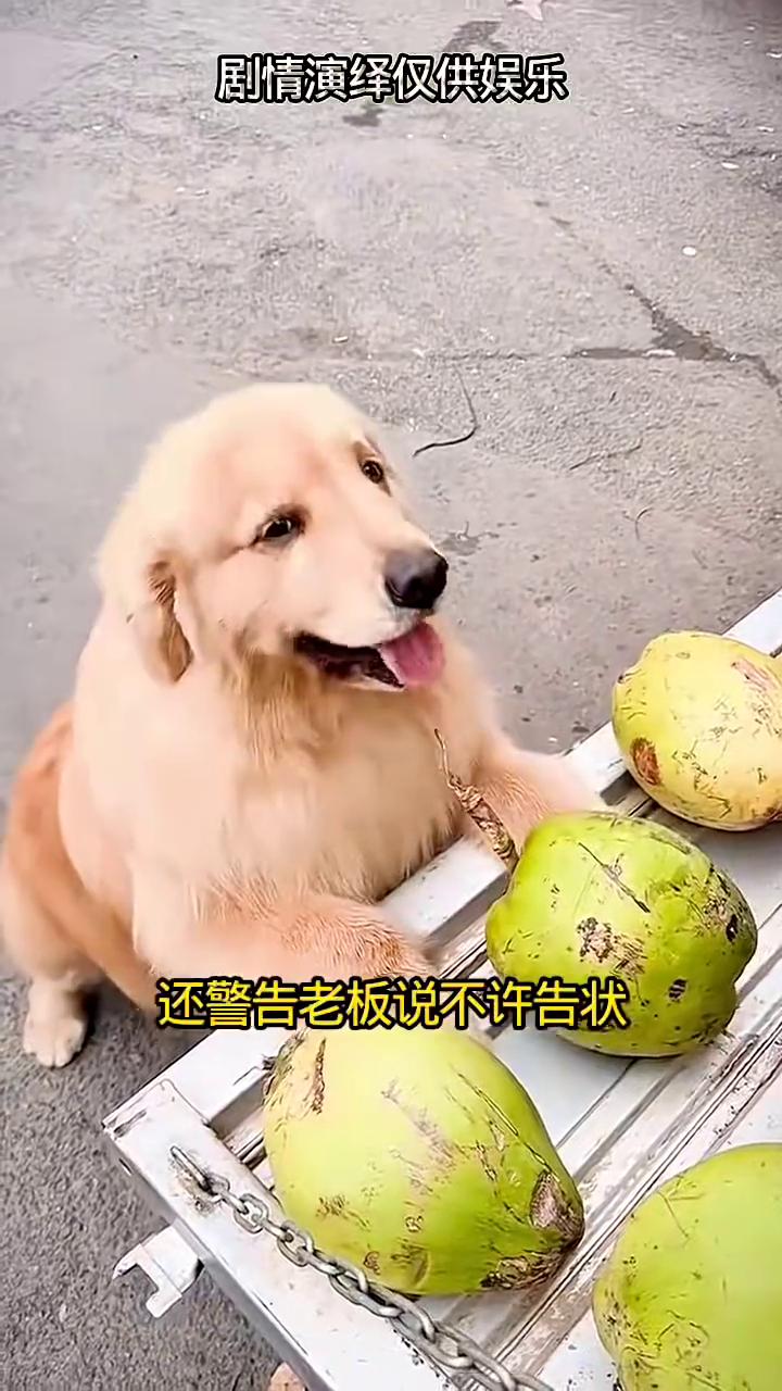 吃了长生不老。注意看，QQ狗狗不知道从哪里逮着一个癞蛤蟆就直接来到超市，而且舔