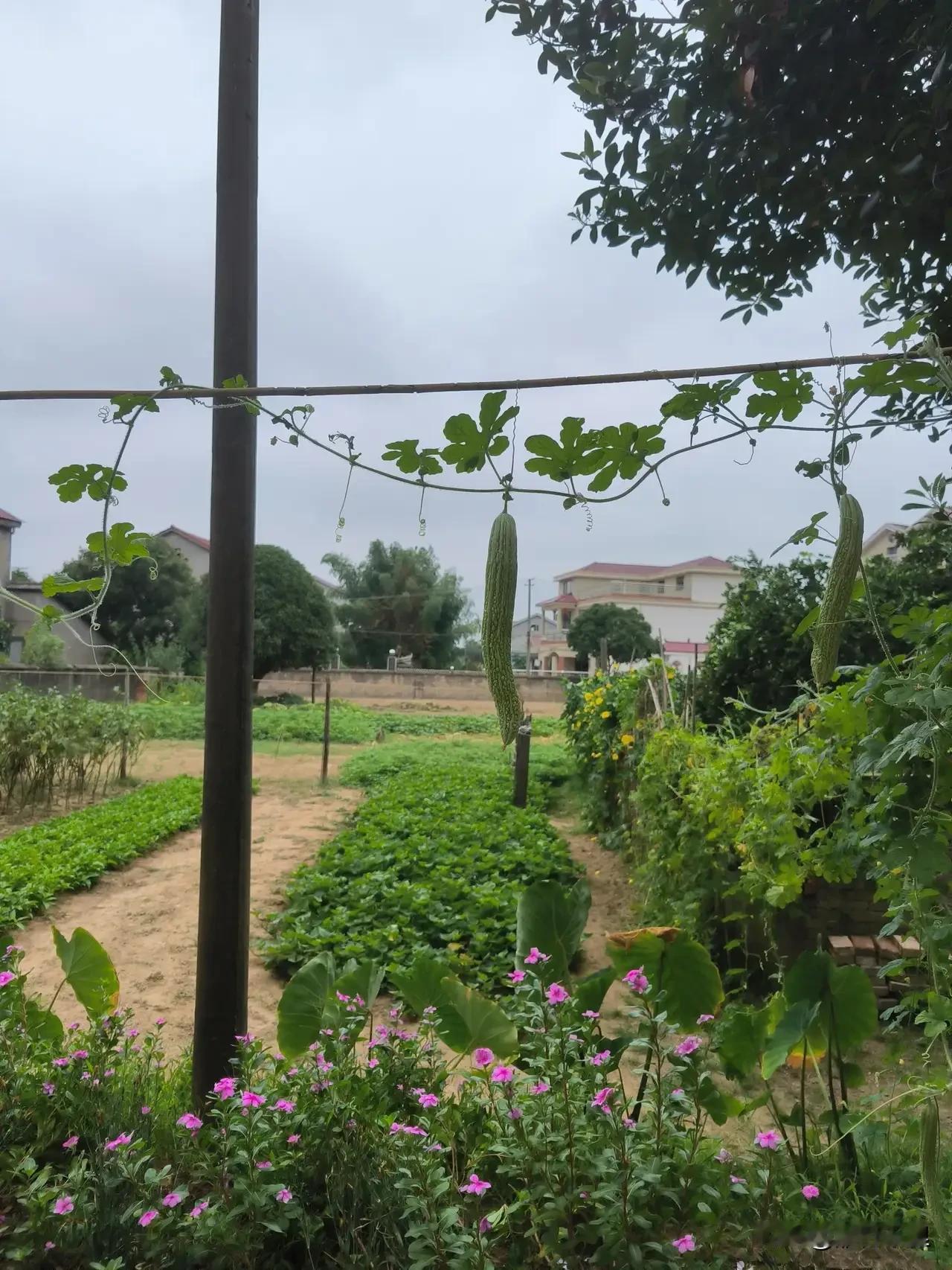 有个大学导师告诉他即将毕业的学生：其实人生没有任何的意义，学术、名誉、头衔、