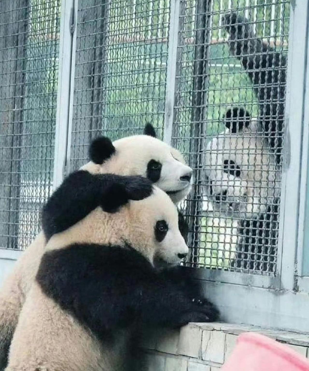 萌兰×萌宝×萌玉的同父同母三兄妹合体画面，看一次少一次了！三个大头宝宝凑一块儿
