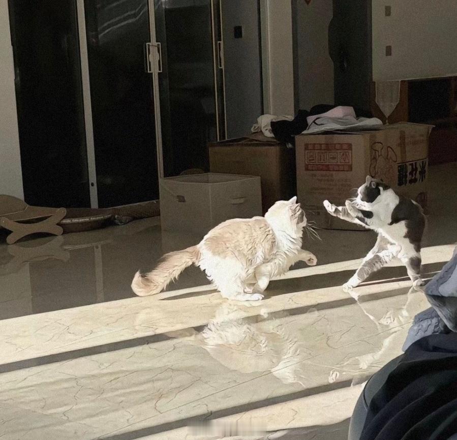 世子之争向来如此！​​​