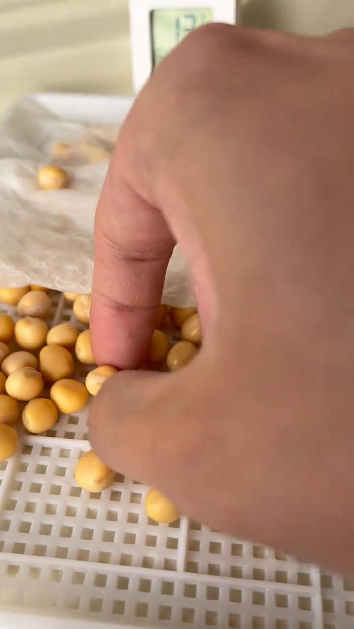 半个月挑战吃豌豆苗的第三天。早上起来第一眼就是看看我的豌豆苗，温度最近没什么大