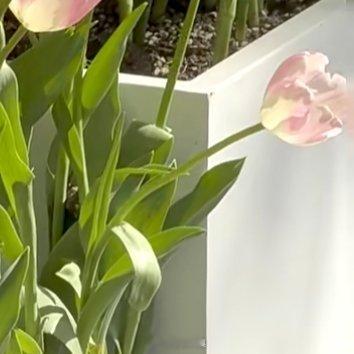 种植郁金香的方法🌷：1、土壤选择持水性和通透性强的土壤，以利于后期根系和种球的