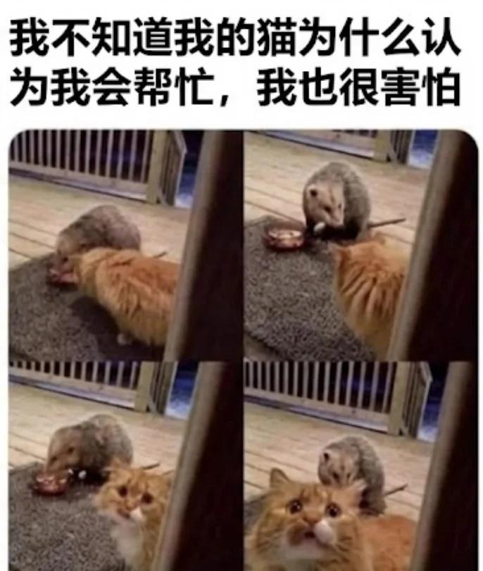 我也很害怕meme此图有梗梗图迷因天堂