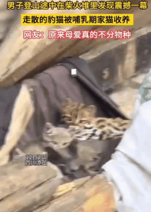 太有灵性了！四川一男子爬山途中，竟然在农户柴火堆里，发现震撼一幕，一只豹纹的小猫