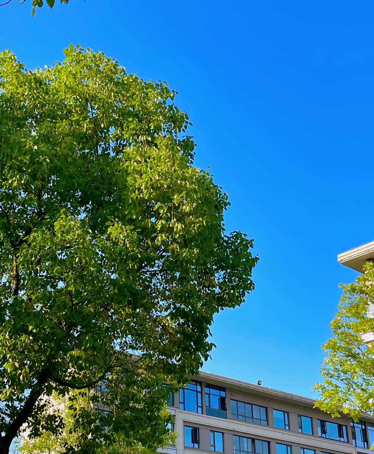 曾仕强：）无心于事，方能成事；无心于果，方得善果。谋事在人成事在天，不是你命