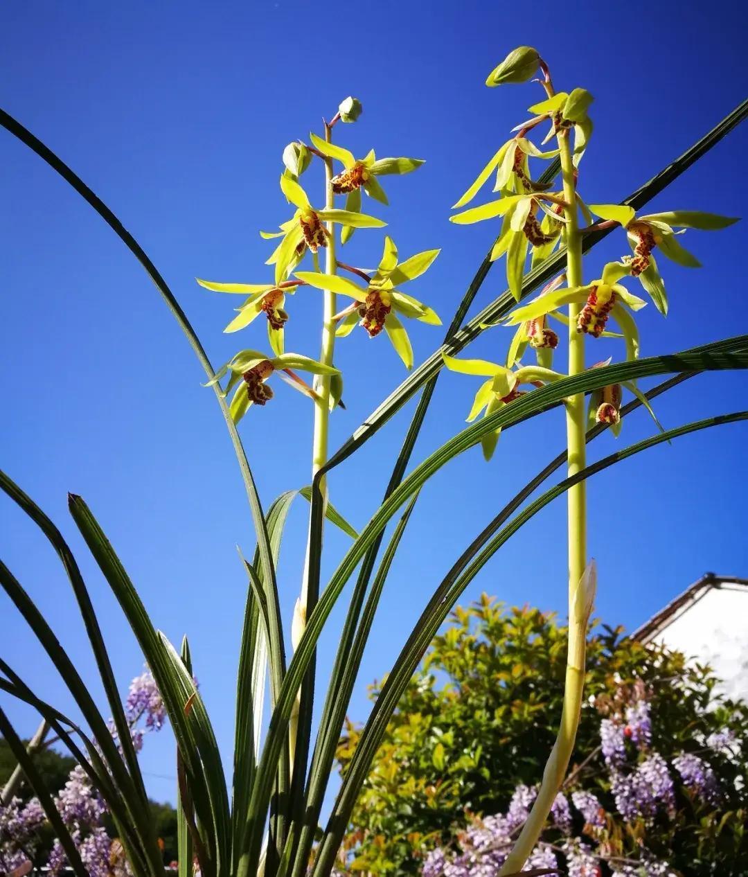 很多养兰花的人都遇到过同样扎心的现实：兰株长得壮，叶子油绿发亮，却连续几年死活不