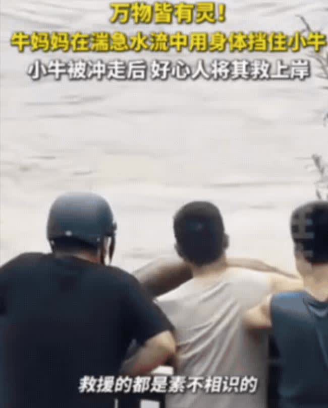 “太有灵性了！”浙江，一头母牛和小牛在河边吃草，突遇暴雨河水暴涨，小牛被水冲走，