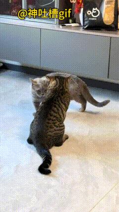 劝架的猫咪：灰猫想要挑衅狸花猫，狸花猫一只手放在灰猫的脸上，好像在说，兄弟淡定点