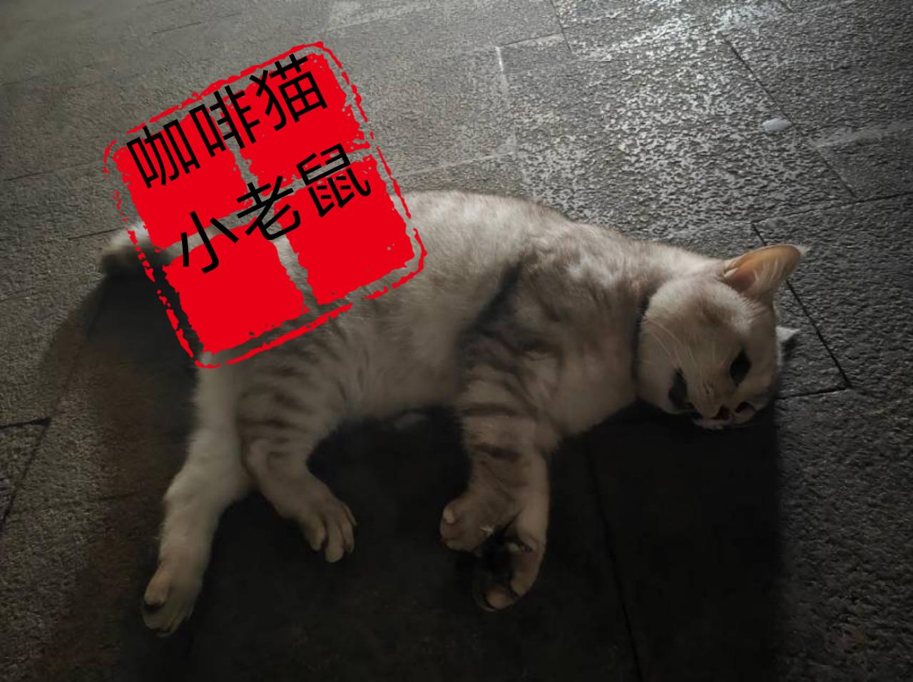 有些小区里面的保安简直太可恶了，竟然连流浪猫都不放过，还要将她们扼杀在摇篮当中！