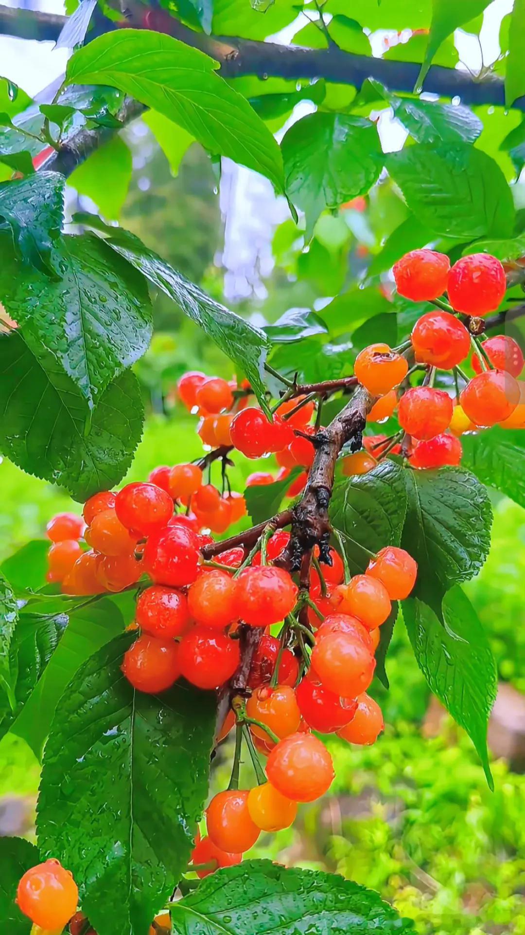 达州樱桃采摘攻略｜5处“恩桃儿”基地，实现春日甜蜜自由达州的“恩桃儿”