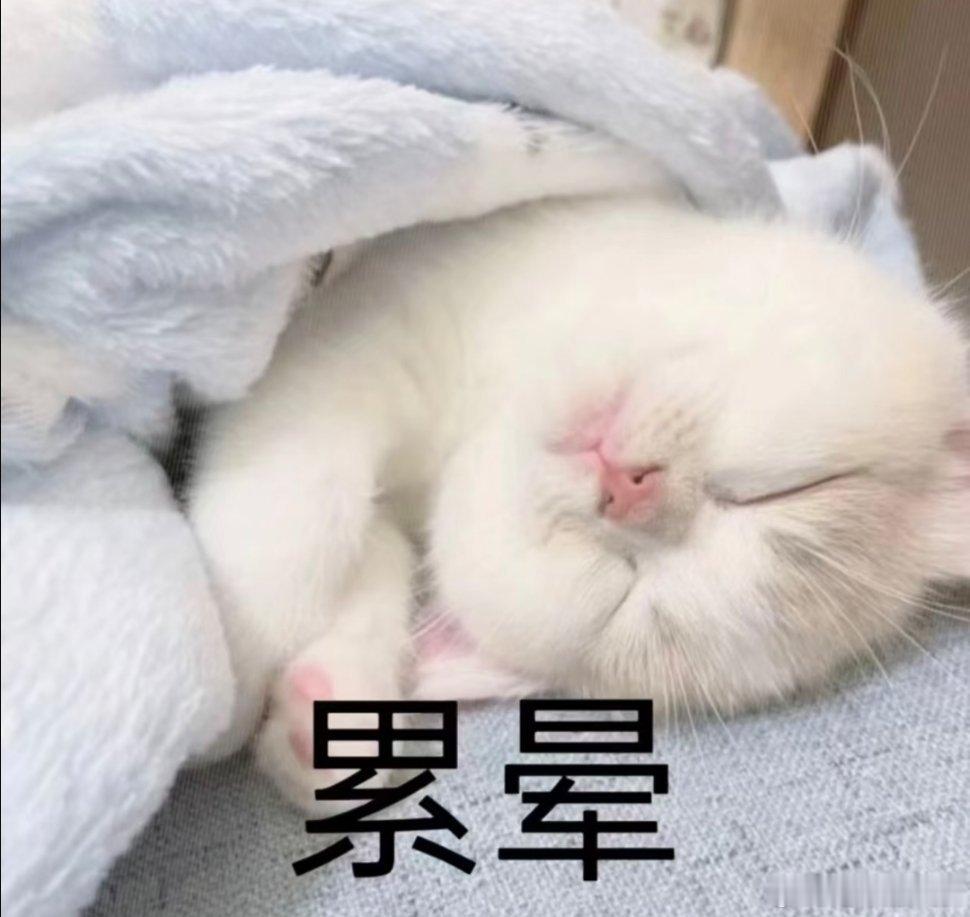猫咪表情包。