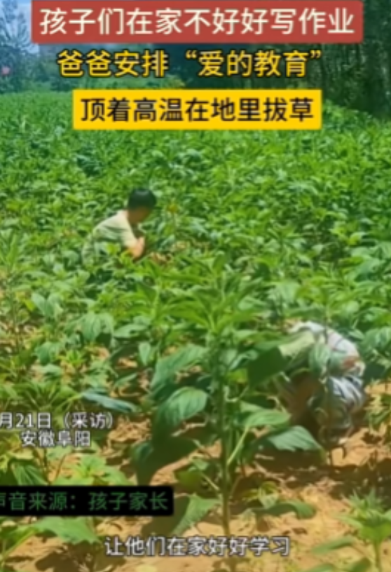 “这下后悔了吧！”安徽阜阳，一男子因孩子在家不好好写作业，将其带到田里薅草，不料