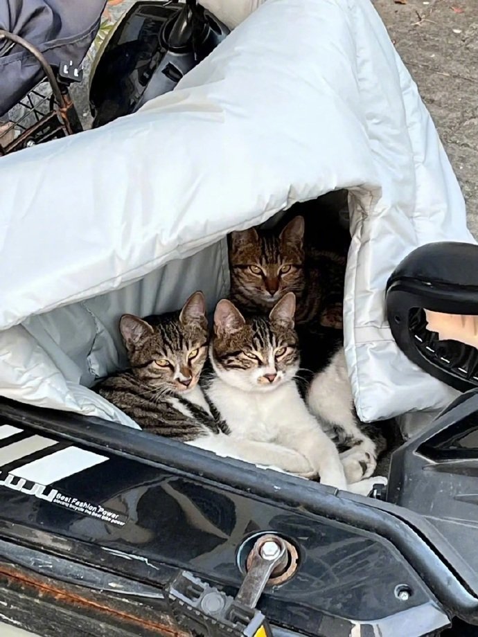 猫咪：此车已被我征用