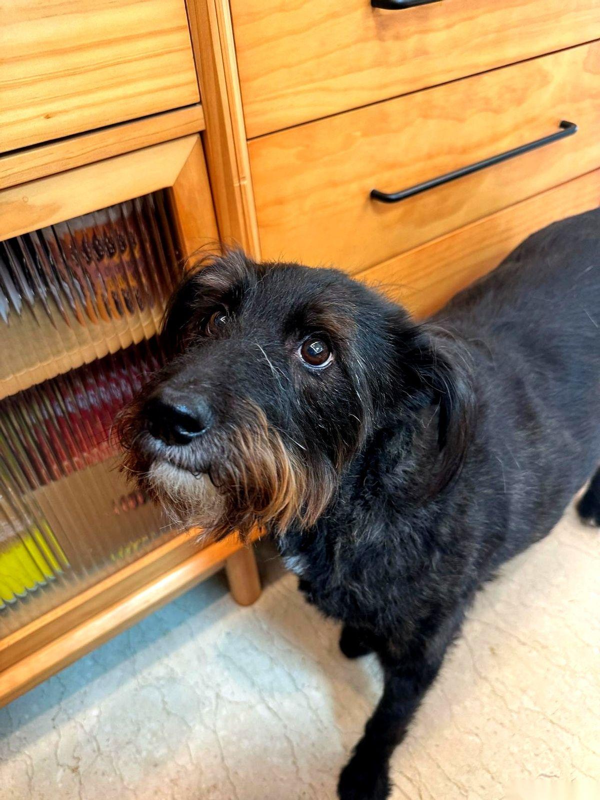 楼下的狂叫，我翻了个身，没理。八成是又看到了哪只倒霉的鸟。但声音突然停了。紧