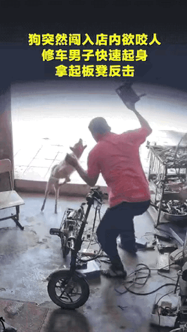 担心的事情还是发生了！广东云浮，男子在修车店内坐着，突然走过来一条狗，一下子跳起