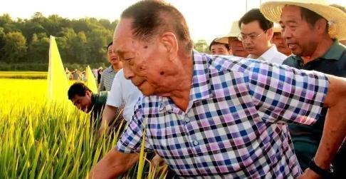 天才为什么不适合当老师？来看钱学森和袁隆平的故事就明白了一门好课，不只靠一张好