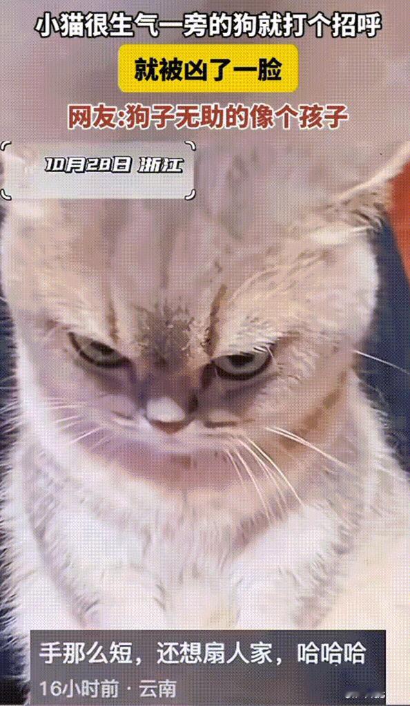 笑不活了！浙江，小猫咪惹主人生气后被挨揍了一顿，然后它就跑到墙角瞪着眼嘟着嘴巴生