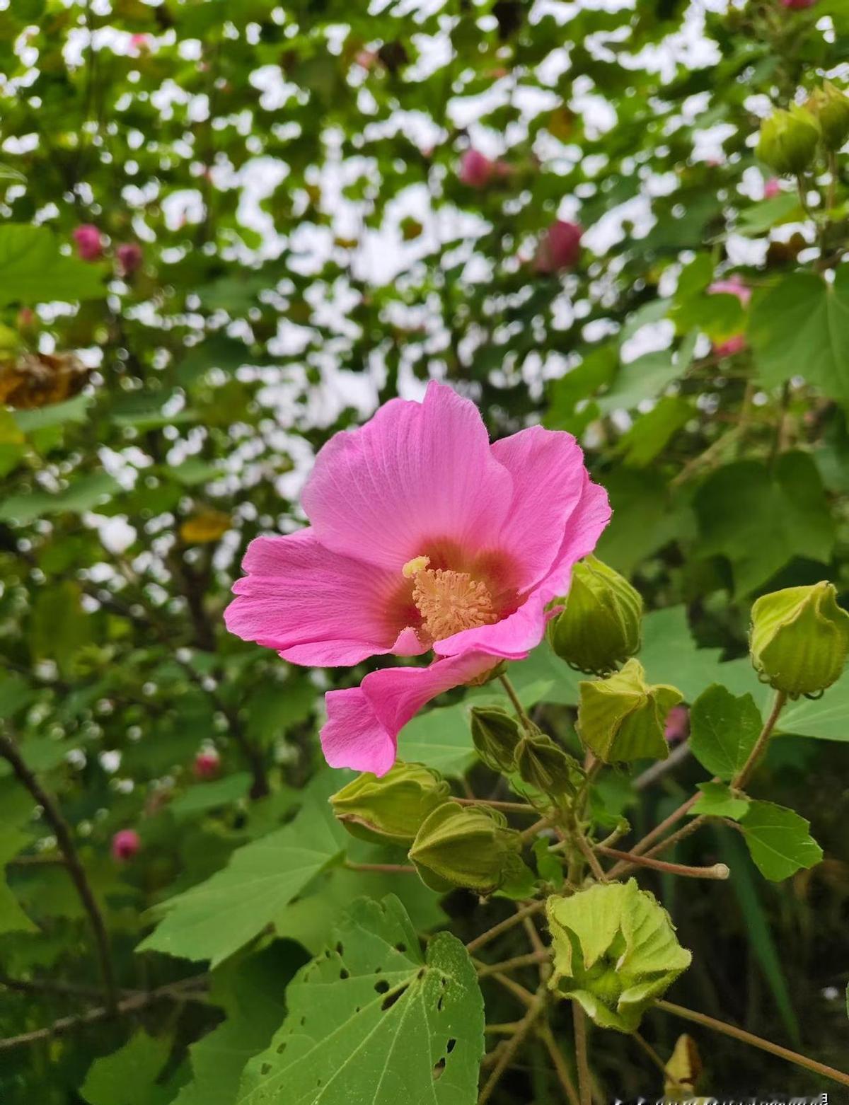孩子辞职在家考公，爸妈以为端上了铁饭碗，结果一考一年多，饭碗没端上，家里的饭桌都