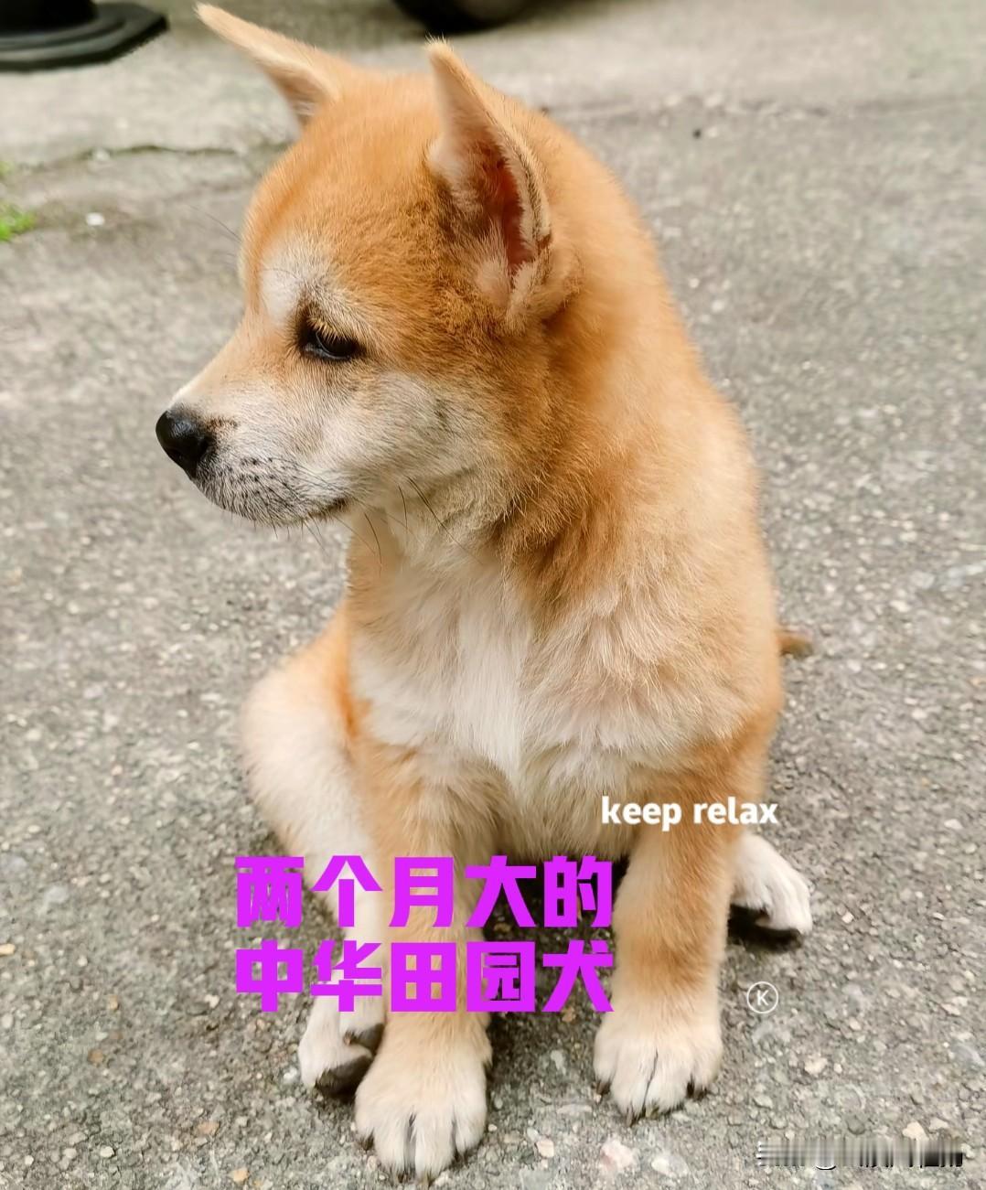 前段时间,朋友去广西自驾游,买了一只中华田园犬。小狗刚好两个月大,体重四公斤,典