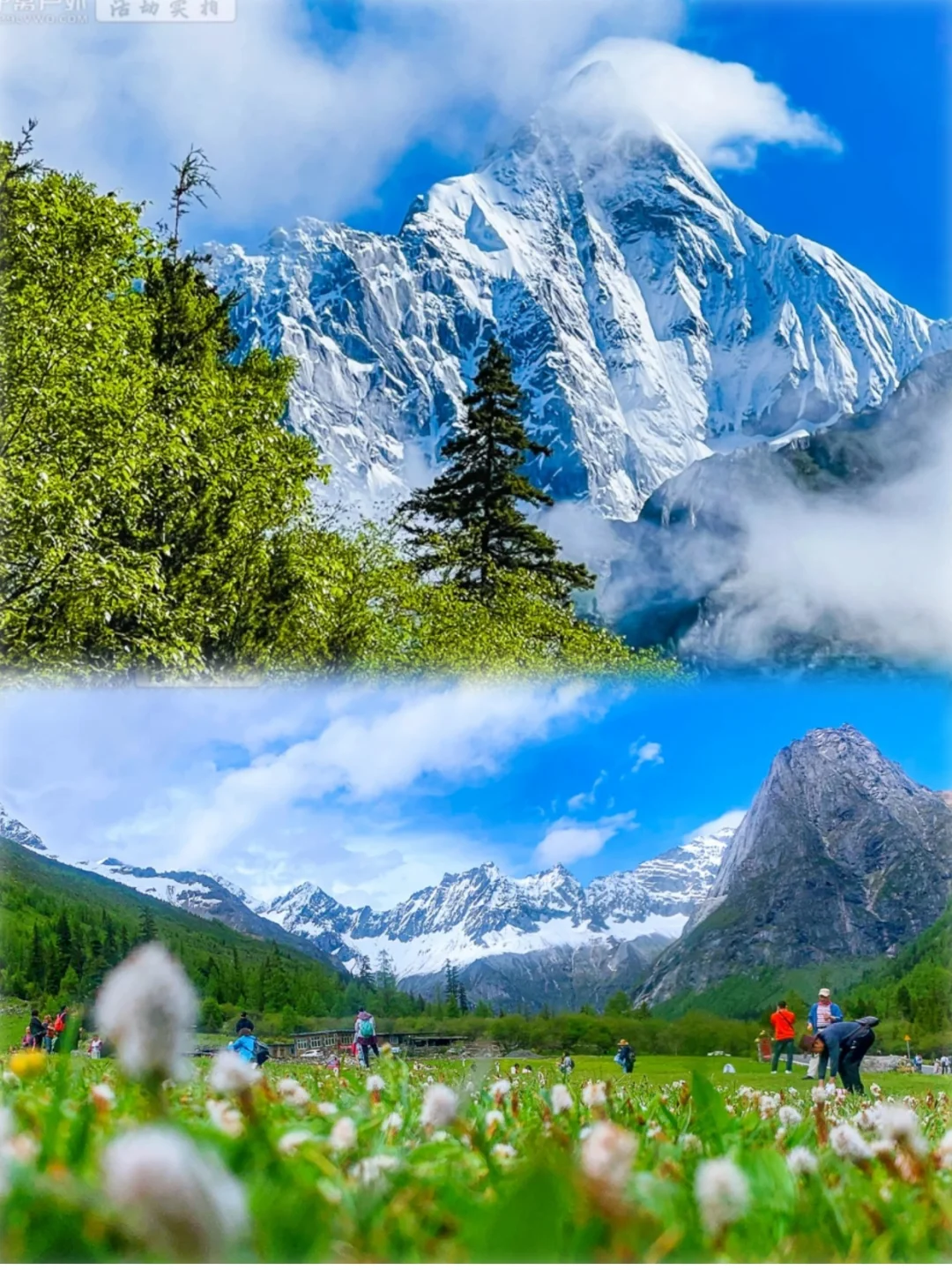 世界级+1❗️川西这个地方野花雪山真封神了