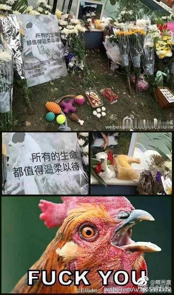 坤坤：为我花生！！！我不算生灵了吗？为何这样对待我！！！为我花生啊！青天大老爷！