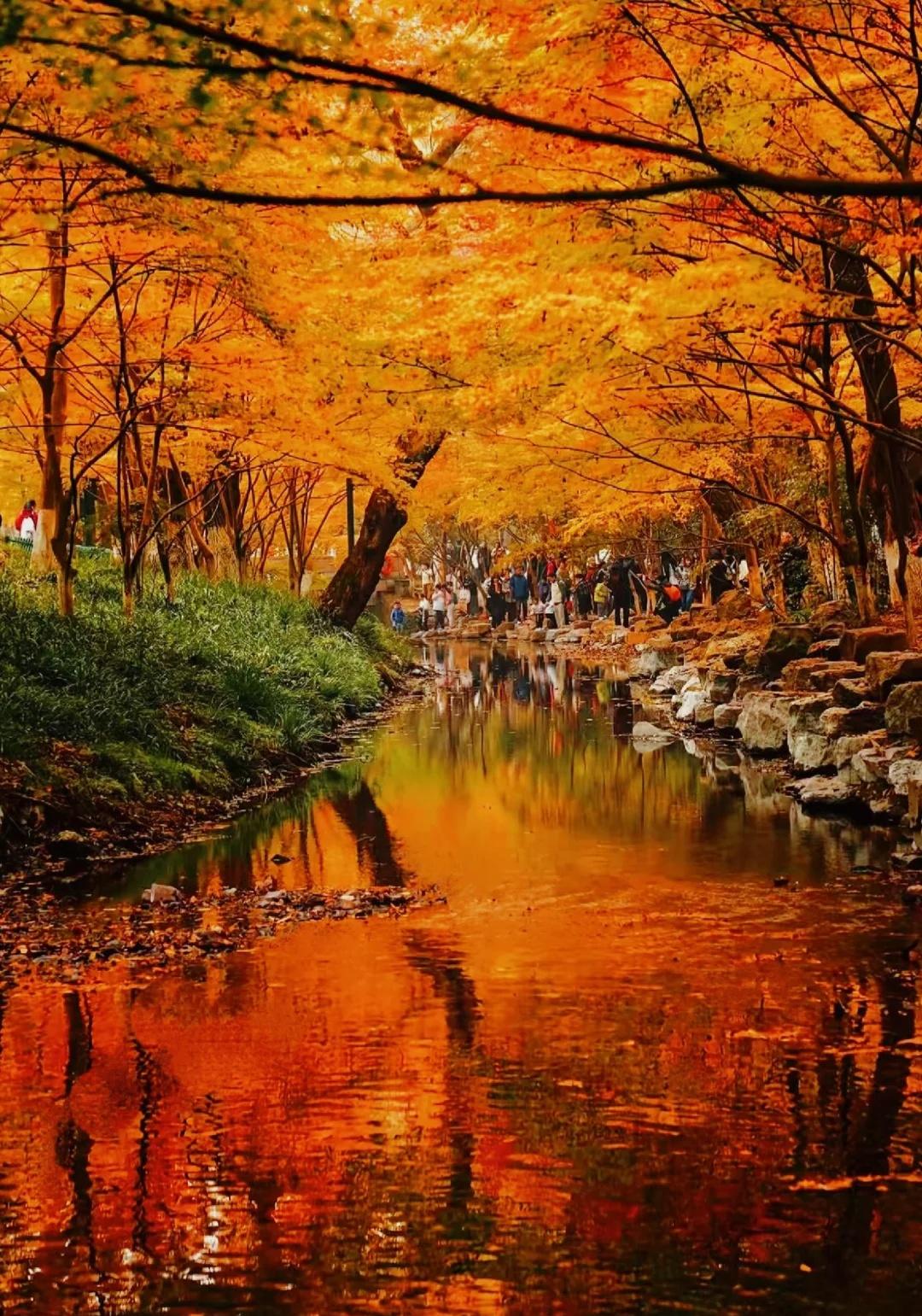 上海组队｜11.8九溪十八涧，徒步秋色顶流杭州的秋虽短却是美的惊心动魄💗每
