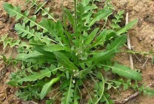 四川人不吃荠菜的原因就是其他菜都根本吃不完！因为在四川吃荠菜的季节根本不缺菜吃，