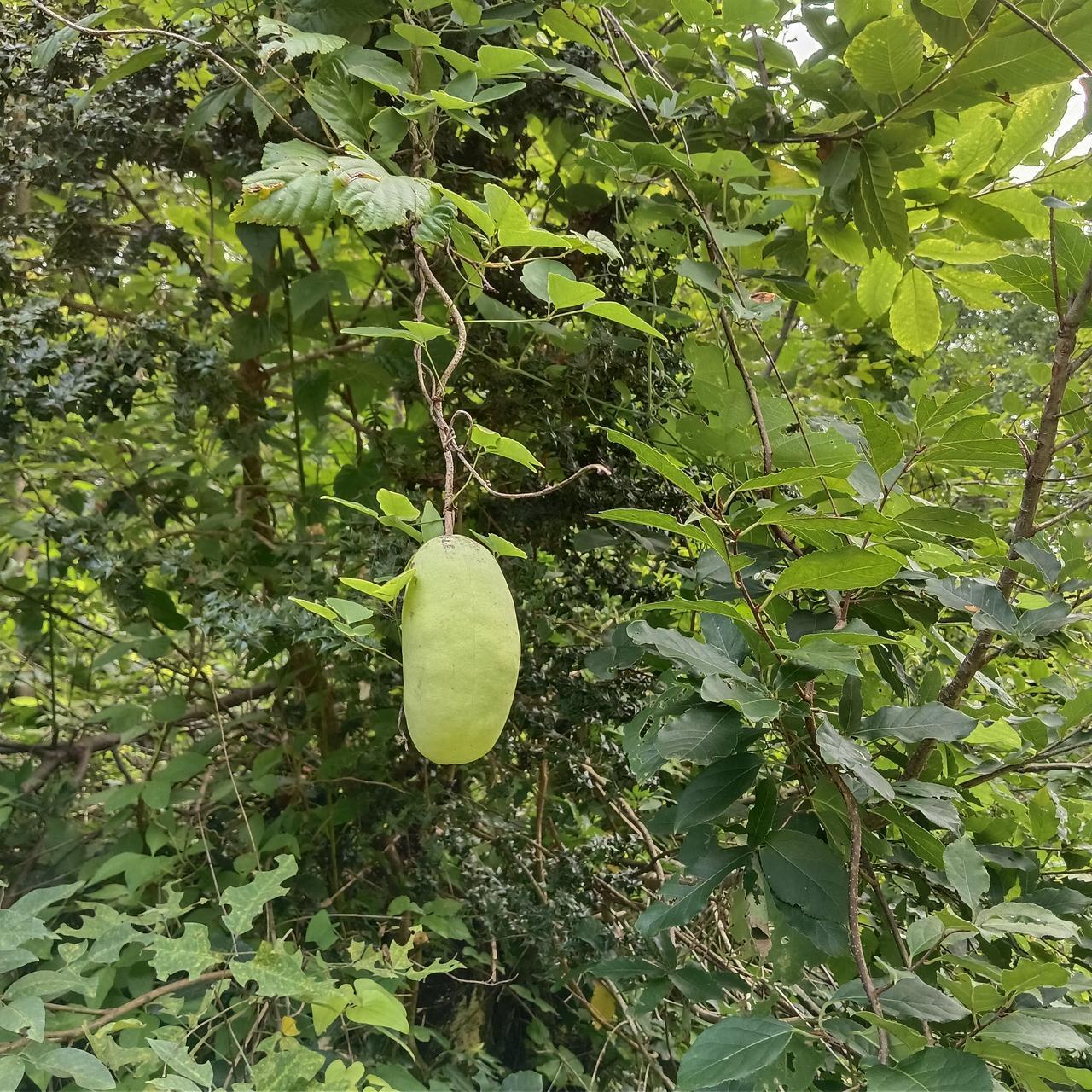 有人认识这个吗？你们那里管这个叫什么？