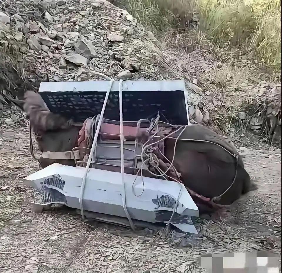 这画面真是看一次，难受一次