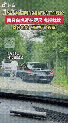 秦皇岛野生动物园，两车剐蹭后双方下车争论，引得两只老虎上前观看。八达岭野生动物
