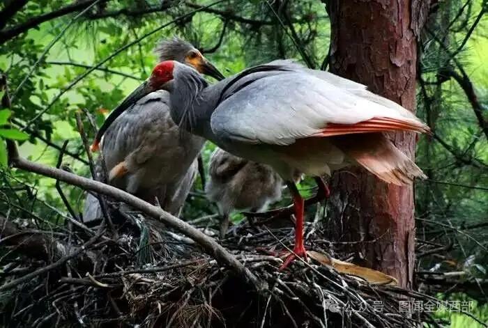 陕西：汉中最近放归15只救护国宝朱鹮，44年前，从7只快灭绝到9000只，这就是