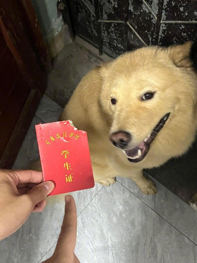 小狗：这是知识的味道。