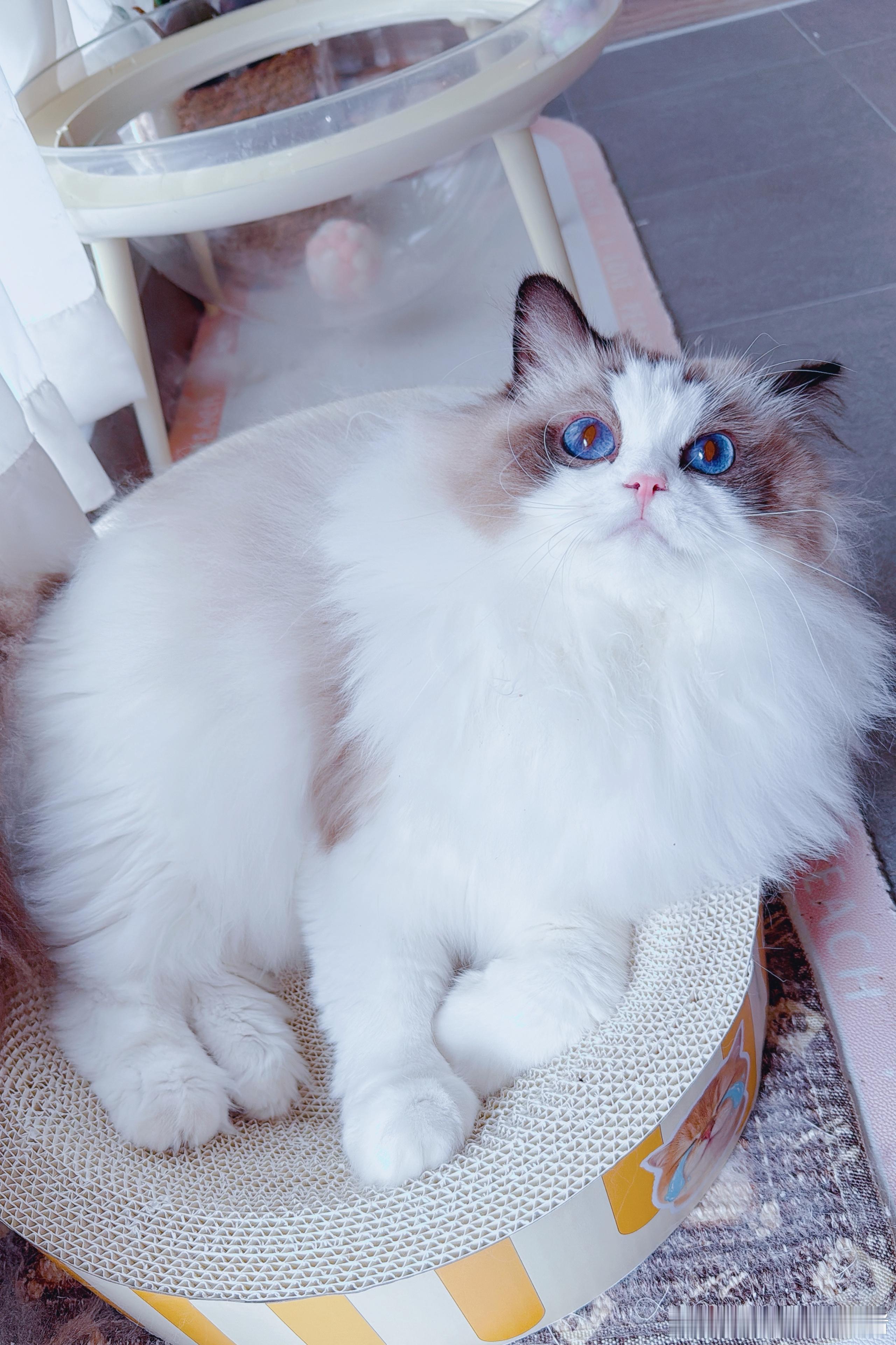 管你天生什么毛质，进了本养猪大王的门。统统给我加绒加光泽！​​​