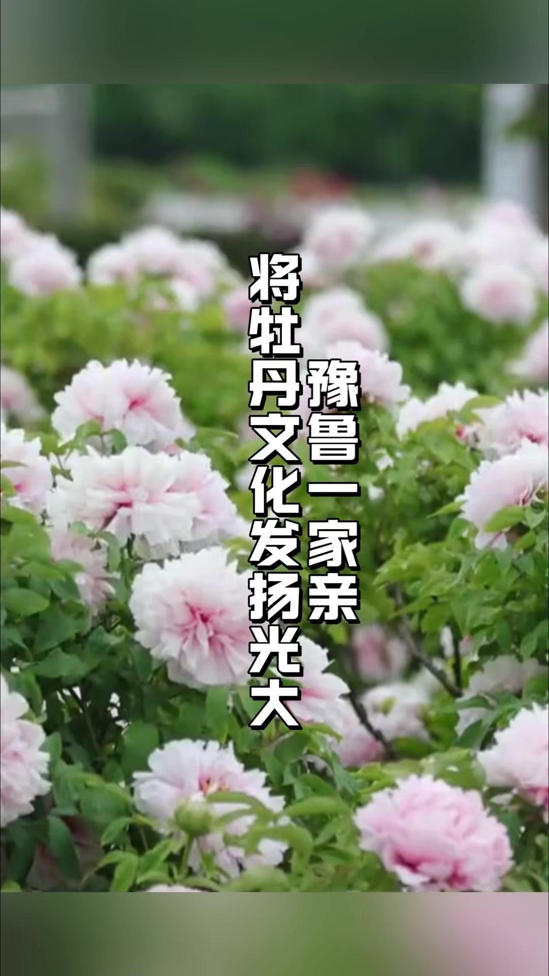 🌸洛阳和菏泽均有着深厚的牡丹文化底蕴，携手能够整合文化资源，更有力地传承和弘扬