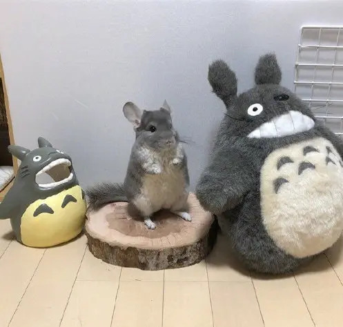 中间那只，别装了，你已经被发现了。