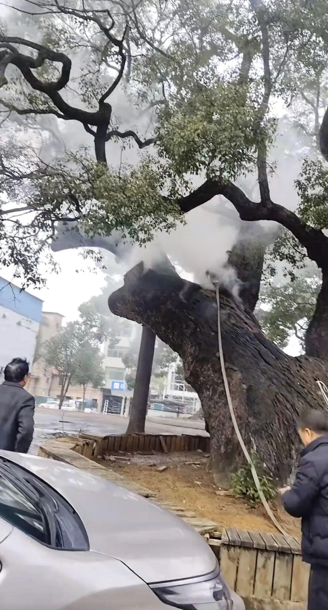 哎，真是让人又气又心疼。湖南道县那棵1200年的老樟树，差点就让俩熊孩子给毁了。