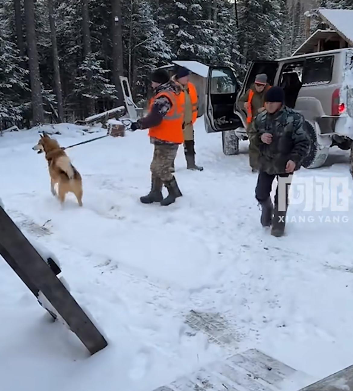 果然是战斗民族，冬天竟然有一种极其生猛的活动就是——捅熊，把冬眠的熊从洞里面掏出