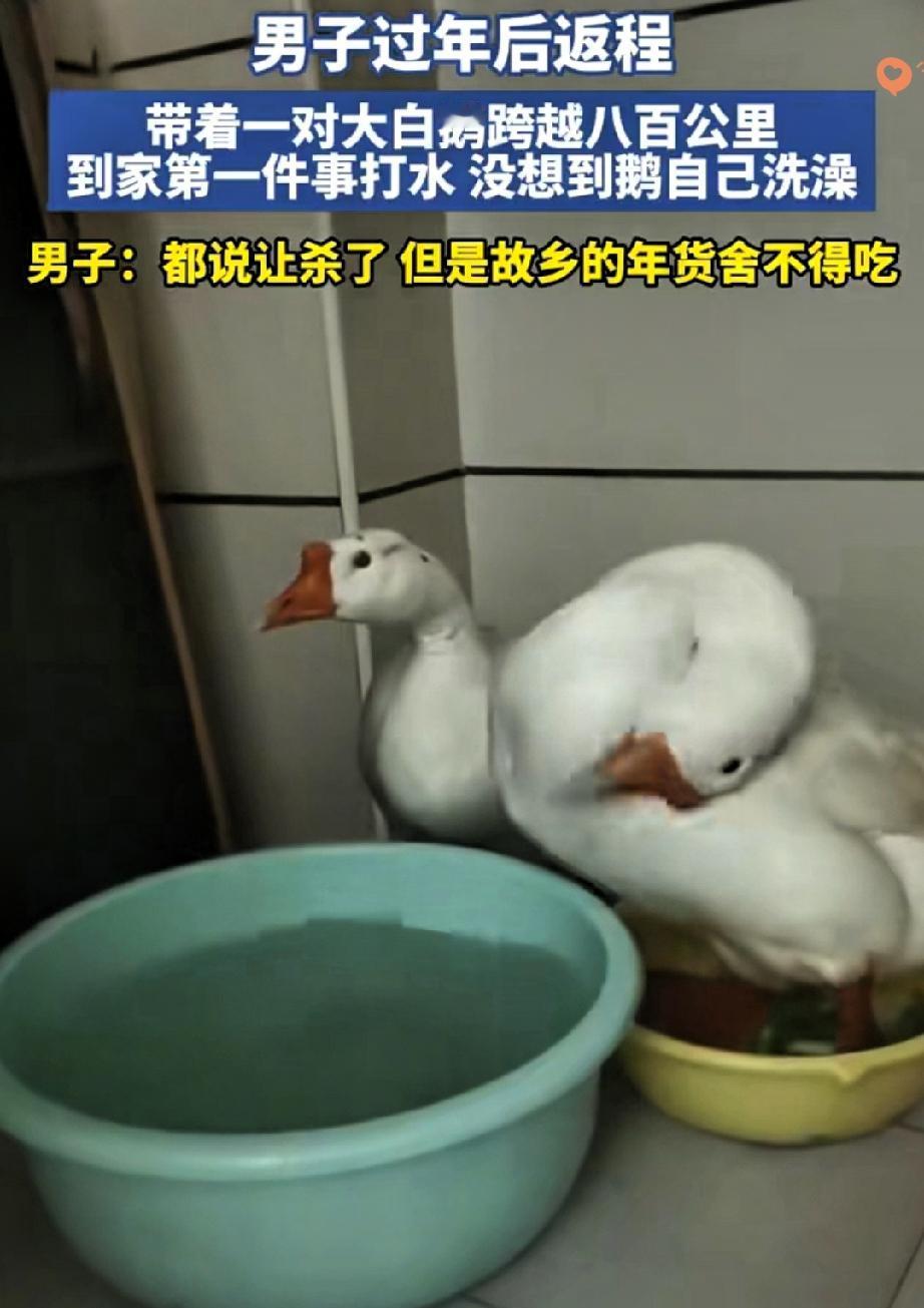 河南大哥800公里带俩大白鹅返程，这操作本来就够绝，没想到大鹅的反应直接颠覆认知