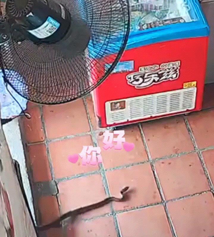 “都害怕极了”。广东，一男子在自家店内躺椅上看手机，殊不知这时竟从门口爬进来了一