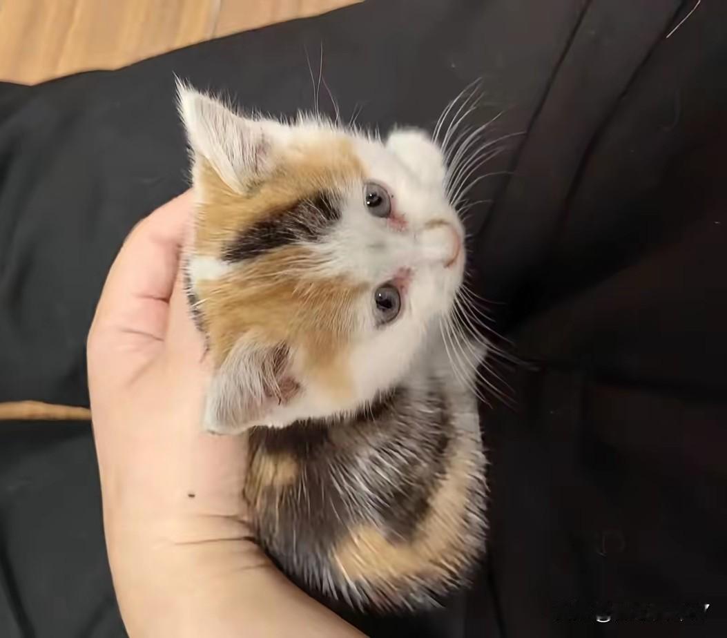 全网最暖“手把件”！小三花粘人又治愈，网友：羡慕哭了谁能想到，有人的“手把