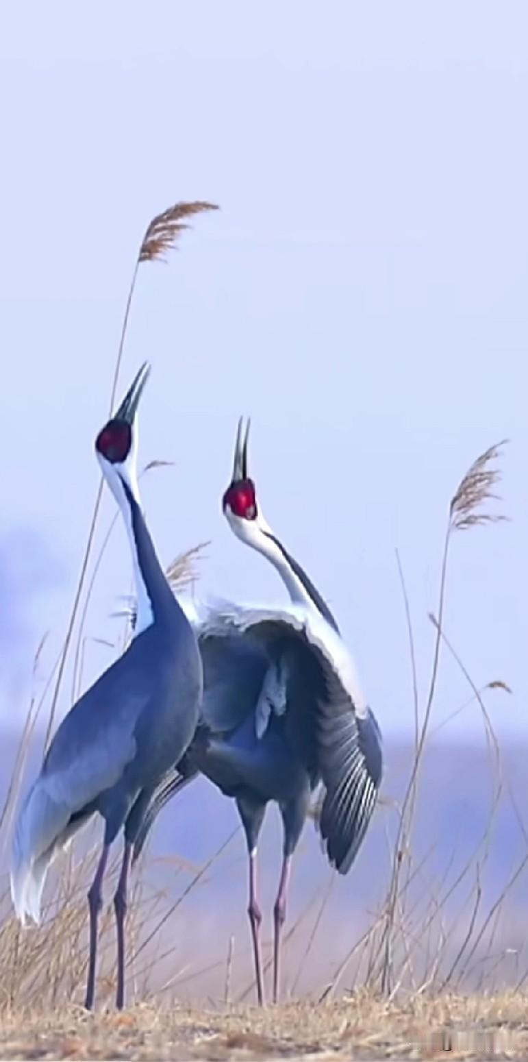 胃癌通过所有治疗后，怎样恢复体力？通过和胃癌战友的沟通，胃癌战友大多都是积极乐